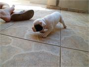 Machinho 3.3